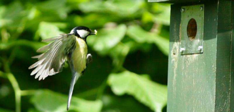 Birds time breeding to hit 'peak caterpillar'
