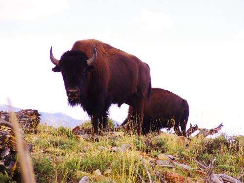 Bison are not livestock's top competitor for forage in Utah's Henry Mountains