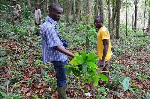 Bitter chocolate: Illegal cocoa farms threaten Ivory Coast primates