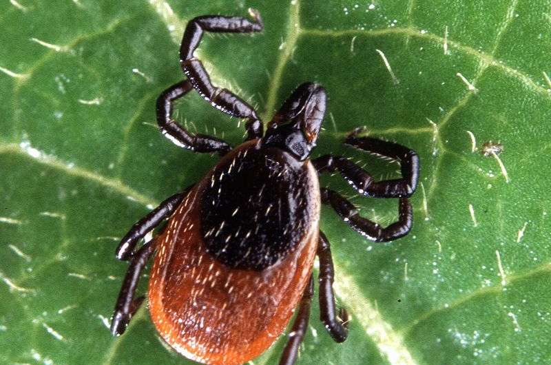 Blacklegged tick populations have expanded via migration, Penn biologists show