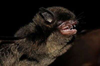 Black mouse-eared bat goes green: First case of a fruit-eating bat in the largest genus