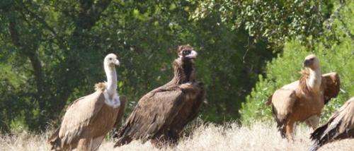 Black vultures return to southern Portugal