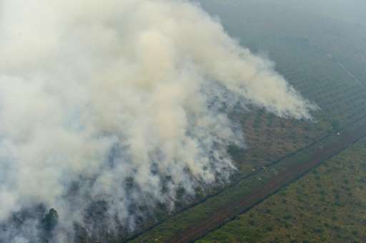 Blazes tear through Indonesia's forests annually during the dry season as fires are illegally set to clear land for cultivation