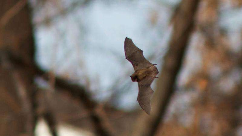 Blomberg seeks to increase awareness, monitoring of declining bat populations in Maine