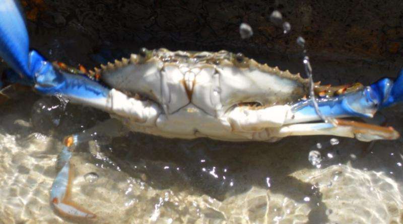 Blue crabs more tolerant of low oxygen than previously thought