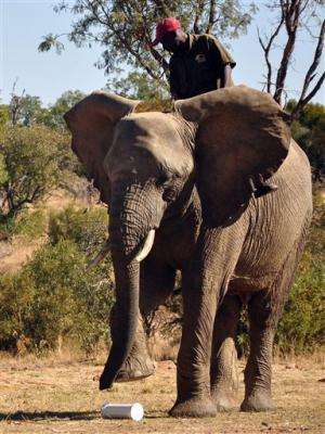 Bomb-sniffing elephants? Not so nutty, US Army says
