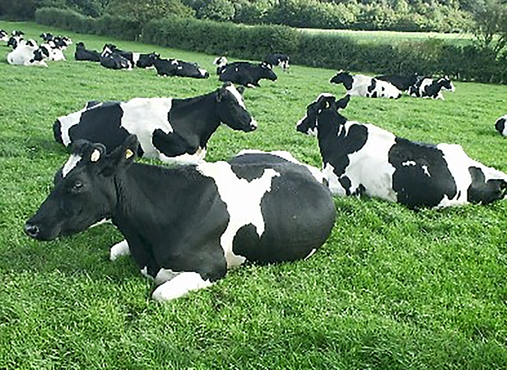 Boosting milk-production efficiency can reduce cow methane-emission intensity