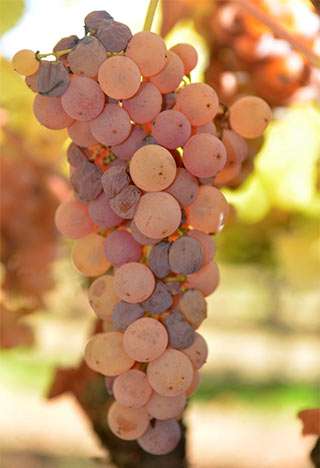 Botrytis ‘noble rot’ fungus reprograms wine grape metabolism