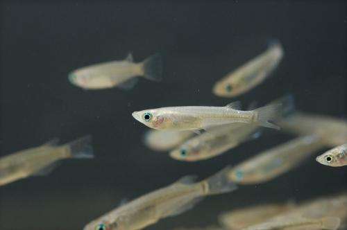 BPA can adversely affect reproduction of future generations of fish