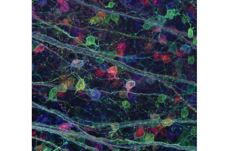 'Brainbow' reveals surprising data about visual connections in brain