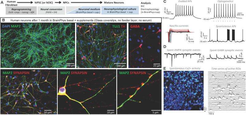 Brain in a bottle: A new culture medium for growing and testing neuronal cells in vitro