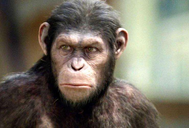 Brains, Genes, and Primates: The future of higher research on the planet of the apes.