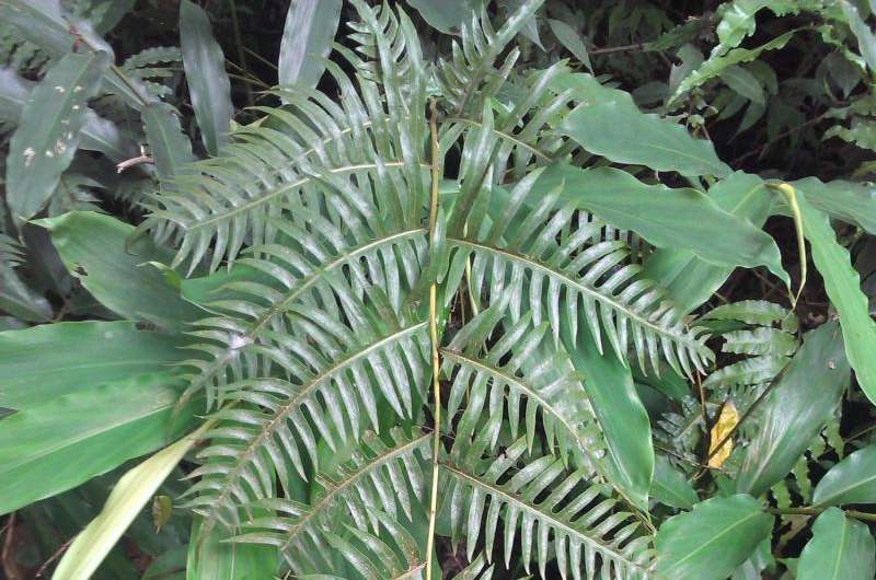 Brakes and hairs from a maiden: The Pteridaceae fern family diversity in Togo