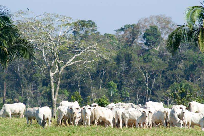 Brazilian beef industry moves to reduce its destruction of rain forests