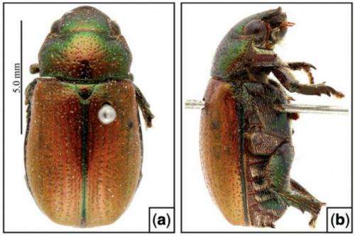 Brazilian scarab beetles found to be termitophiles