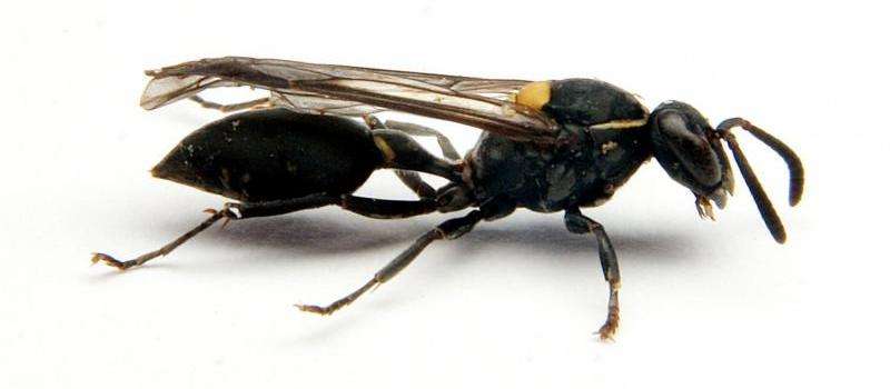 Brazilian wasp venom kills cancer cells by opening them up