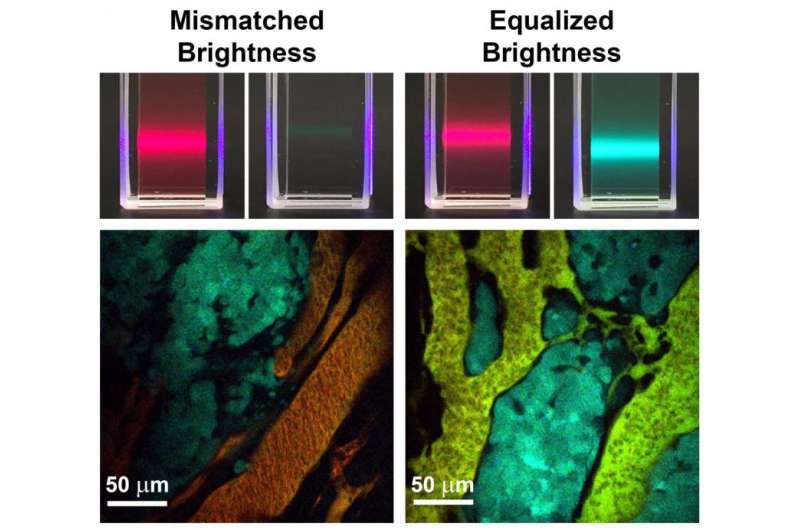 Brightness-equalized quantum dots improve biological imaging