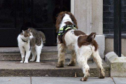 British Prime Minister David Cameron's cat Larry (left) comes face to face with  police dog Bailey at 10 Downing Street