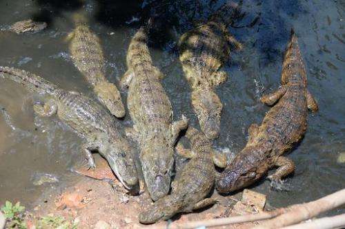 Broad-snouted caimans (Caiman latirostris) are seen swimming in a ditch that goes through the Tereirao shantytown in Recredo dos