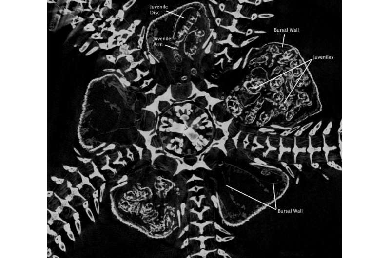 Brooding brittle star babies in 3-D