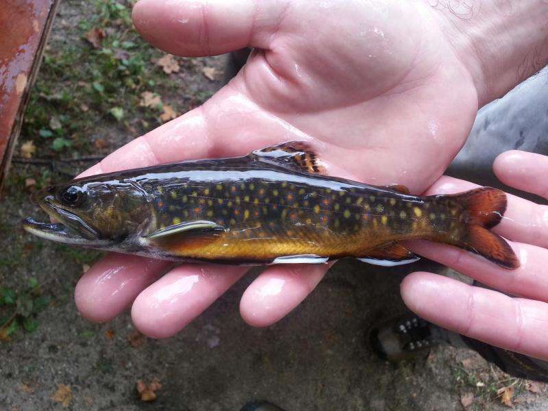 Brook trout study identifies top climate change pressure factor