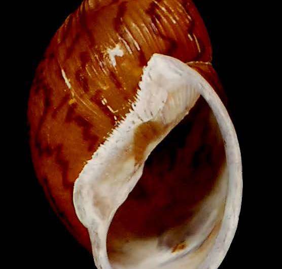 Brushing off the dust: New snail species found lying in a museum since the 19th century