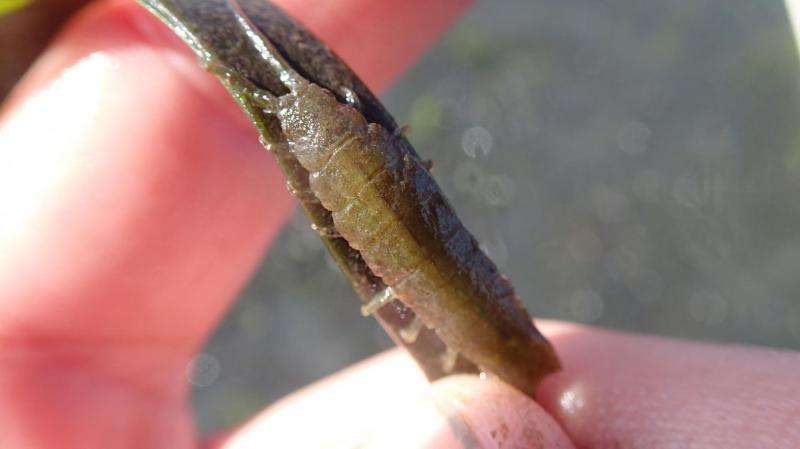Bugs and slugs ideal houseguests for seagrass health