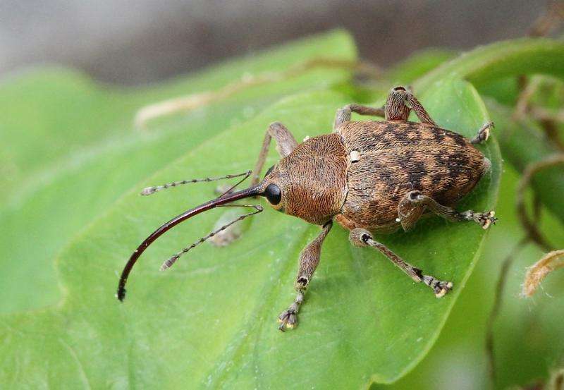 Bugs collected on rooftop for 18 years reveal climate change effects