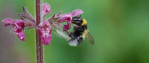 Bumblebees shy away from field-facing hedgerows