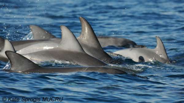 Bunbury dolphins face foreshore developements