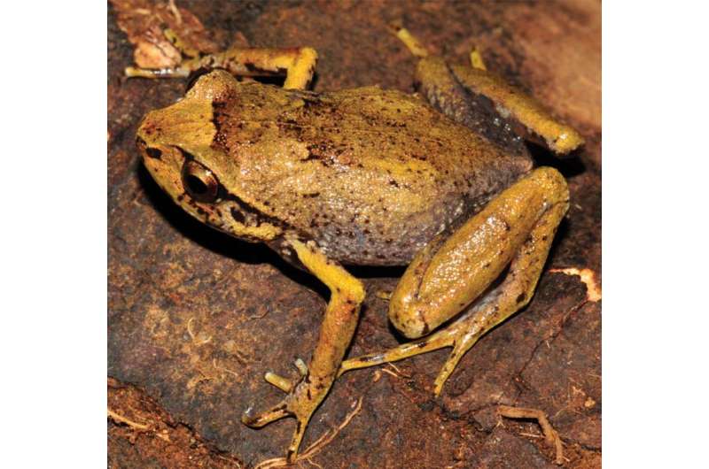 Burrowers playing leapfrog? A new extraordinary diamond frog from Madagascar