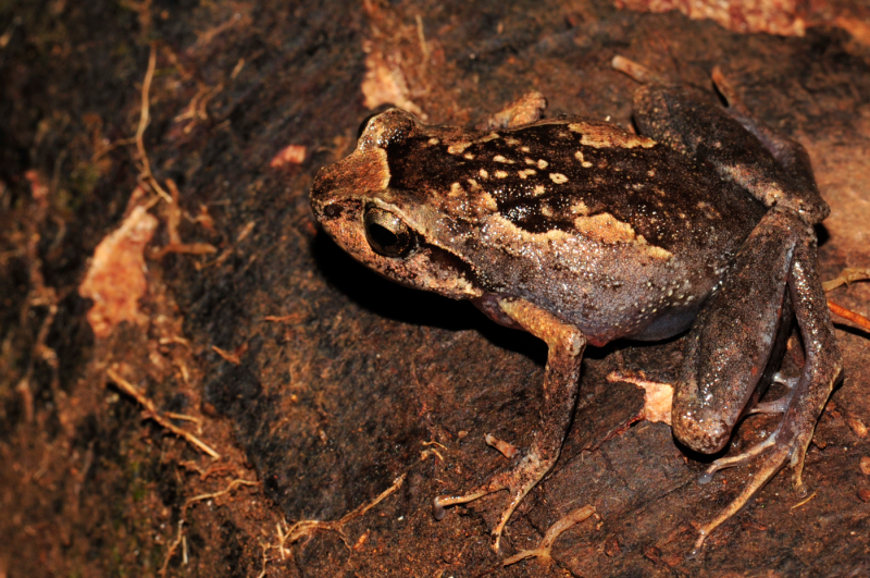 Burrowers playing leapfrog? A new extraordinary diamond frog from Madagascar