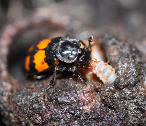 Burying beetles hatch survival plan to source food, study shows