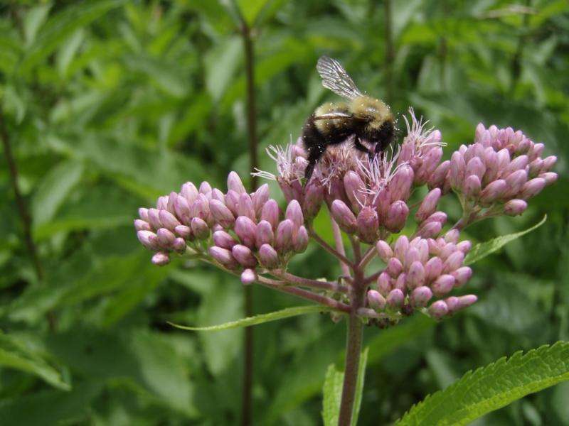 Buzz the alarm: Climate change puts squeeze on bumblebees