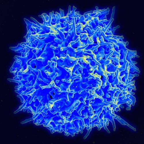 By taking a rest, exhausted T cells live to fight another day