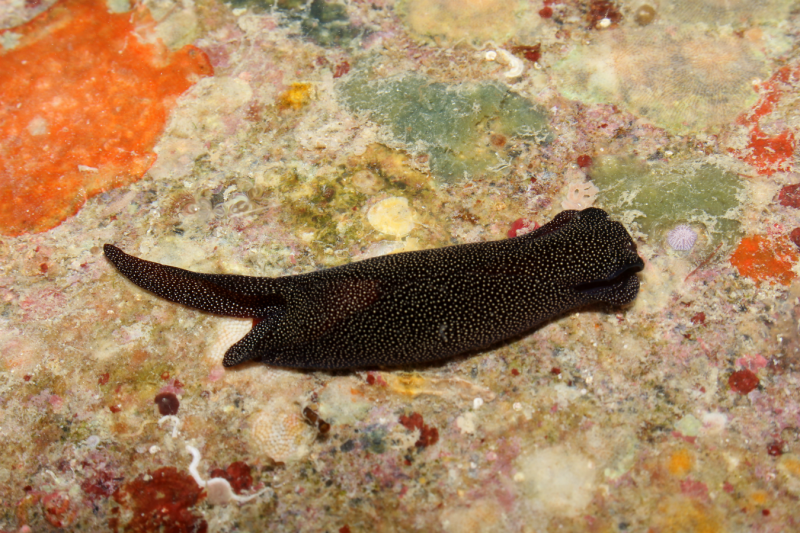 California Academy of Sciences discovers 100 new species in the Philippines