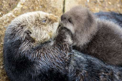 California aquarium welcomes birth of baby sea otter