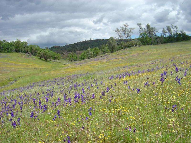 California's wildflowers losing diversity in face of warmer, drier winters