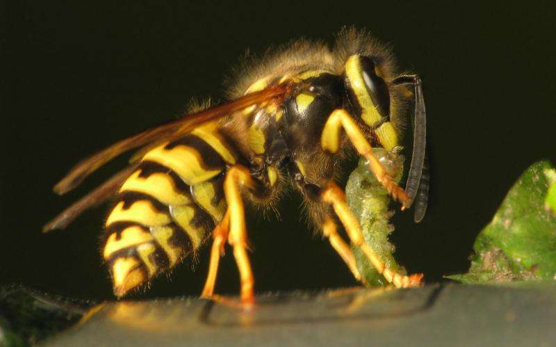 Call for arms and stings: Social wasps use alarm pheromones to coordinate their attacks