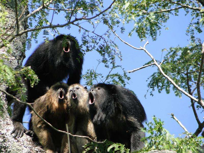 Calls vs. balls: Monkeys with more impressive roars produce less sperm