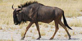 Call to citizen scientists to track wildebeests