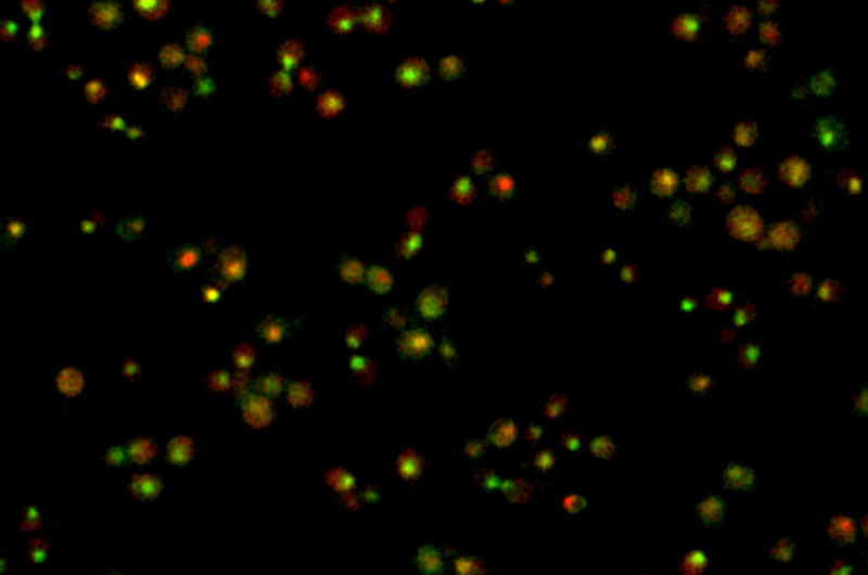 Caltech scientists find cells rhythmically regulate their genes