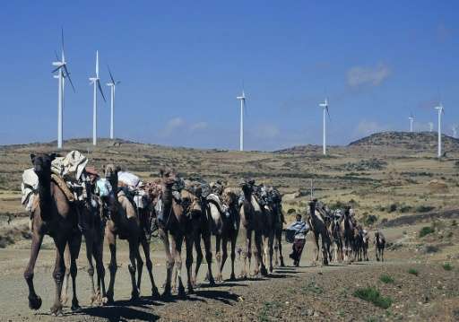 Camels walk on the road near the Ashegoda wind farm in Ethiopia's northern Tigray region