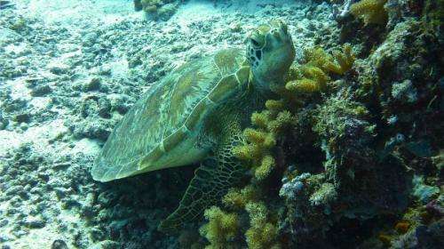 Camera-carrying turtles reveal seagrass decline