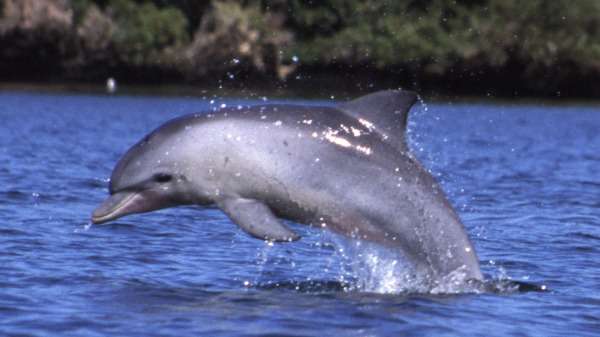 Cameras aid in monitoring Fremantle dolphin movements
