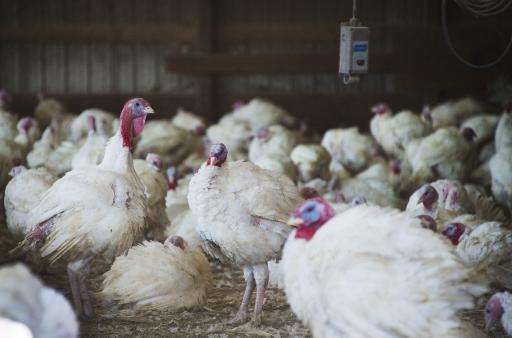 Canadian health officials have quarantined another poultry farm found to be infected with bird flu, authorities said