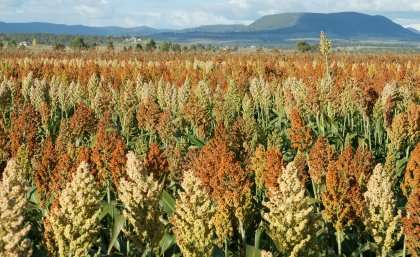 Can sorghum crops cope with climate change?