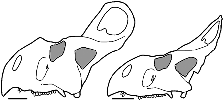 Can we easily distinguish male and female protoceratops?
