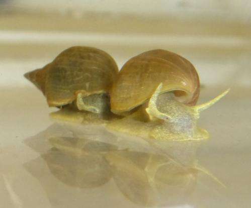 Captive breeding alters snail behaviour