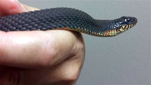 Captive snake with no male companion gives birth -- again